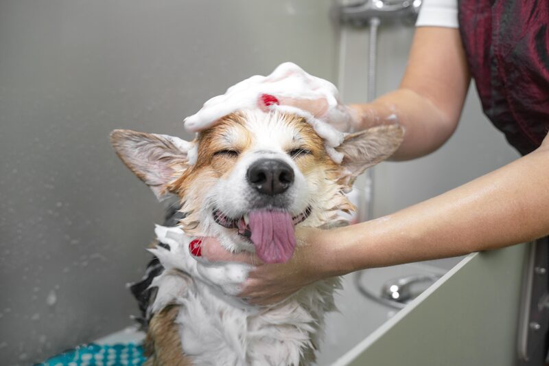 A dog being lathered during a bath