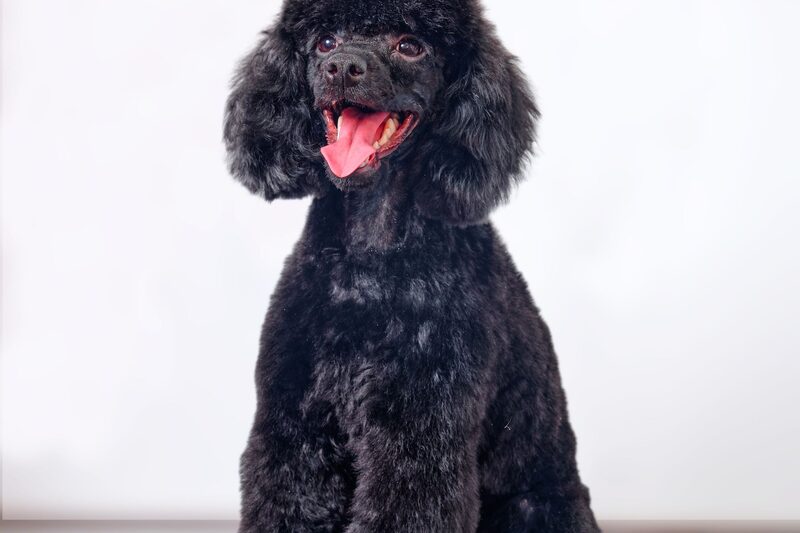 A black poodle after a groom