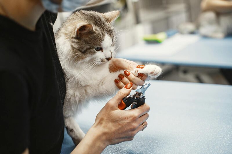 A cat having its nails trimmed