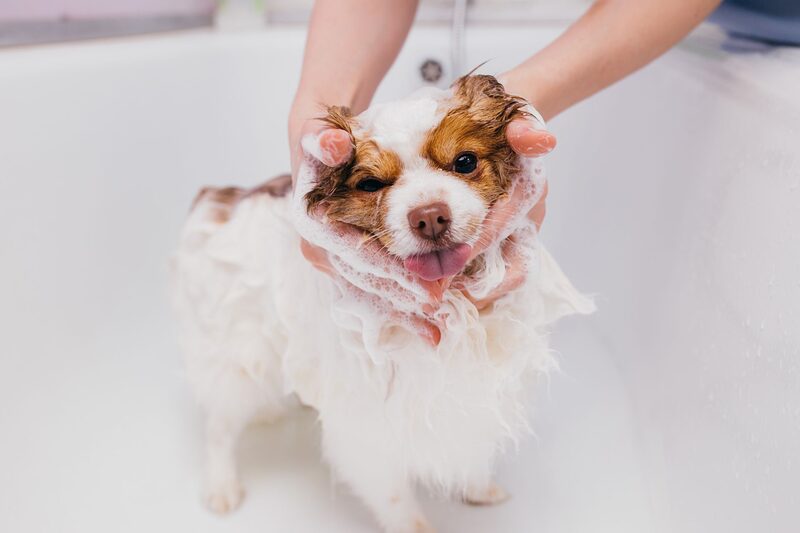 A dog being washed and lathered in the tub