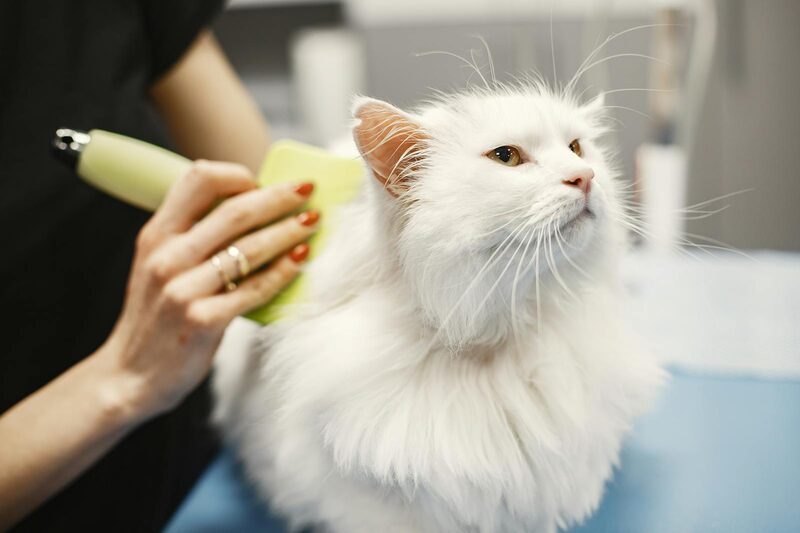 A long-haired white cat being brushed