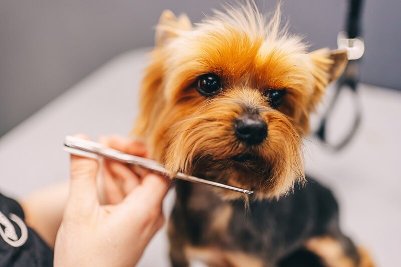 A small terrier having its face scissored during a full groom