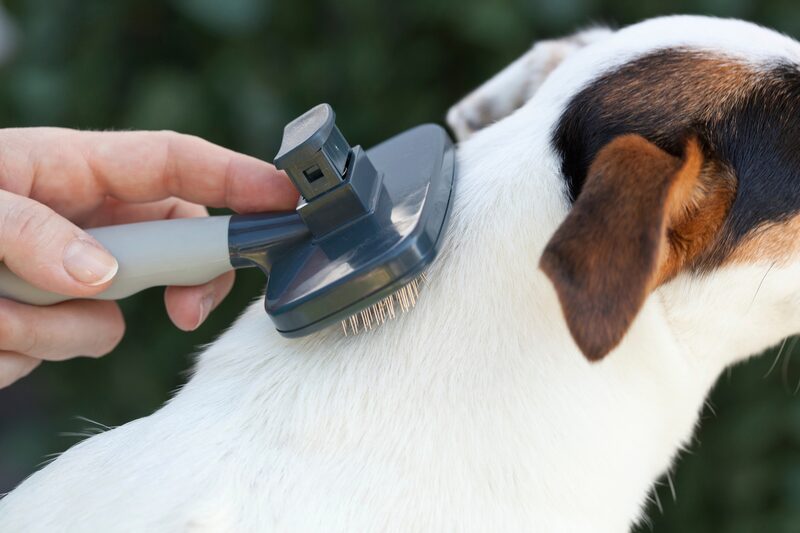 A deshedding tool being used on a short-coated dog