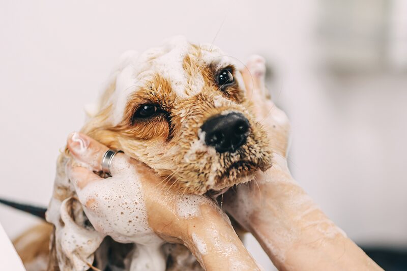 A spaniel being lathered during a conditioning spa treatment